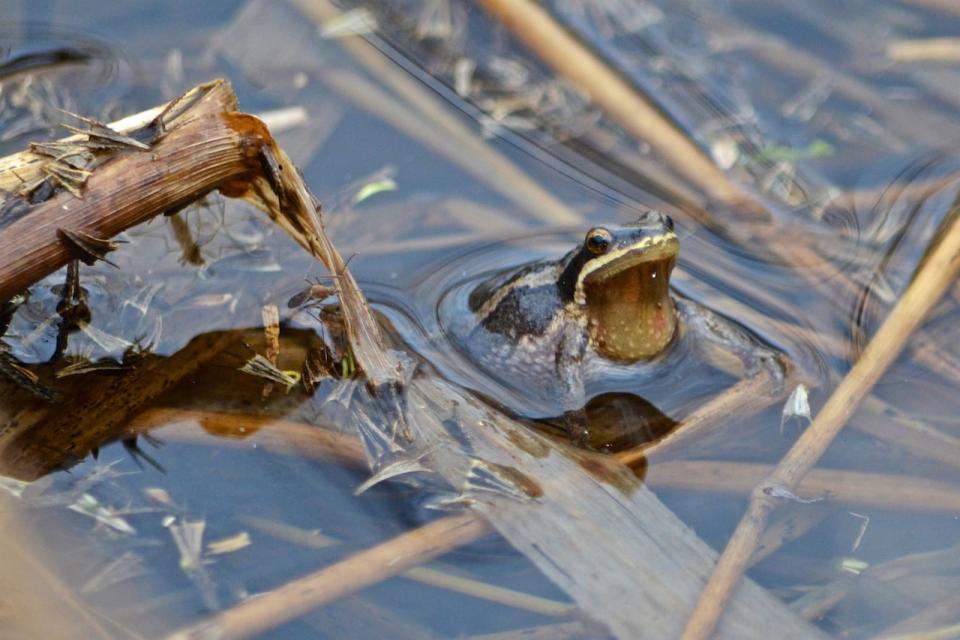 The western chorus frog is listed as a threatened species in Quebec, as well as eastern and southern Ontario.   (Canadian Wildlife Federation - image credit)
