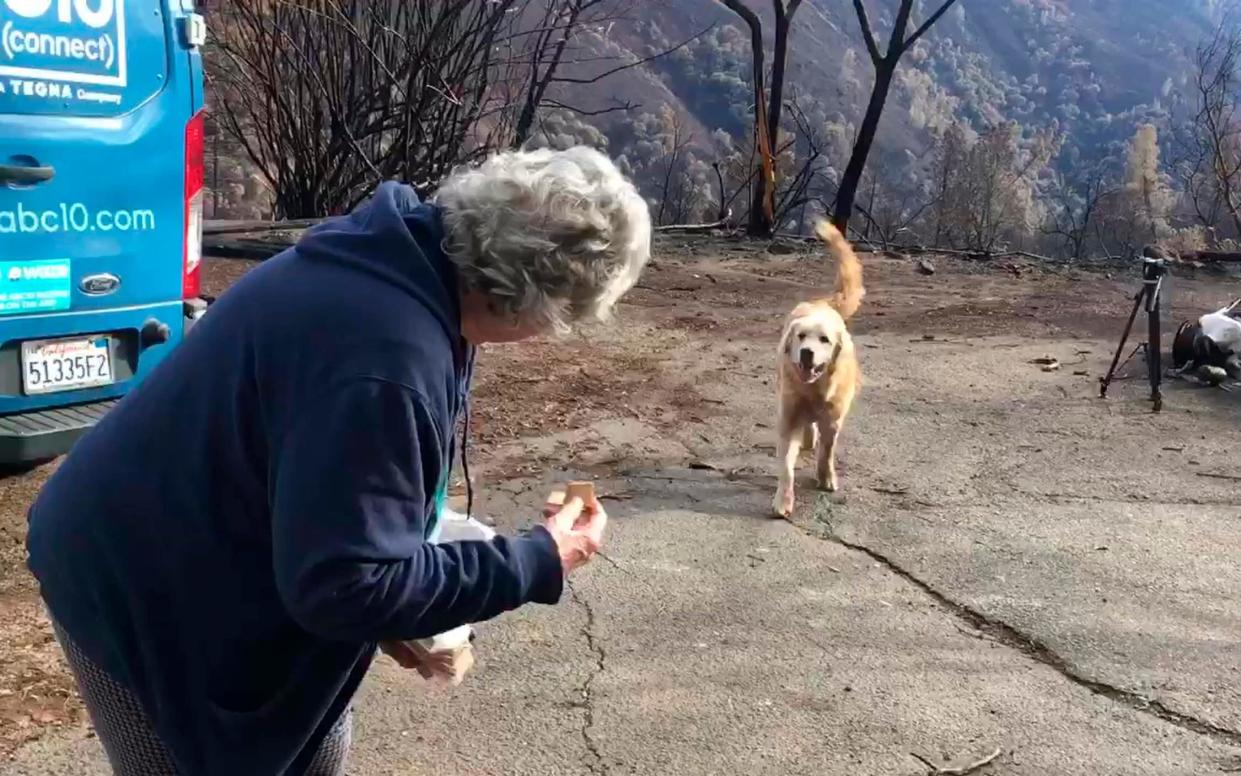 Andrea Gaylord is reunited with Madison, the Anatolian shepherd dog that apparently guarded his burned home for nearly a month in Paradise, California - Shayla Sullivan