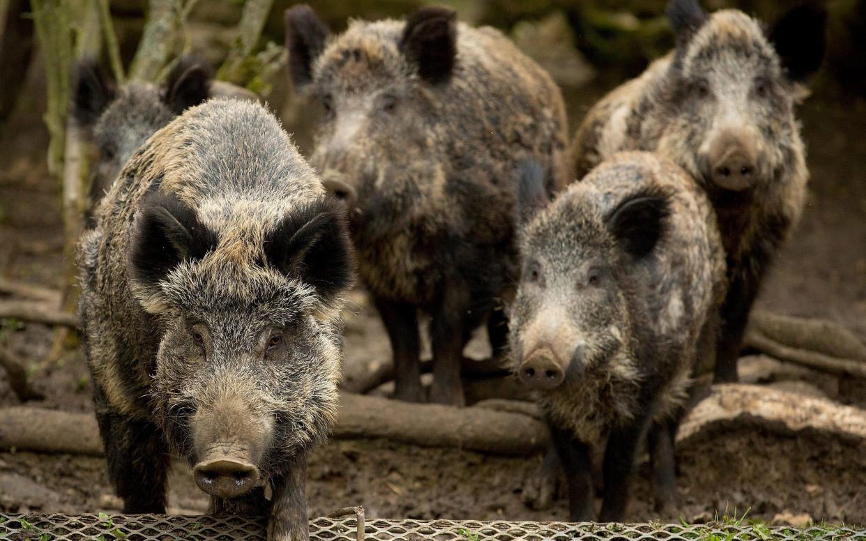 Wild boar are causing havoc in Belgium.  - © SWNS.com