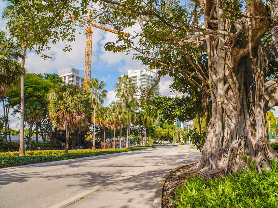 A Coconut Grove scene with a big tree on the right and a road and some buildings on the left