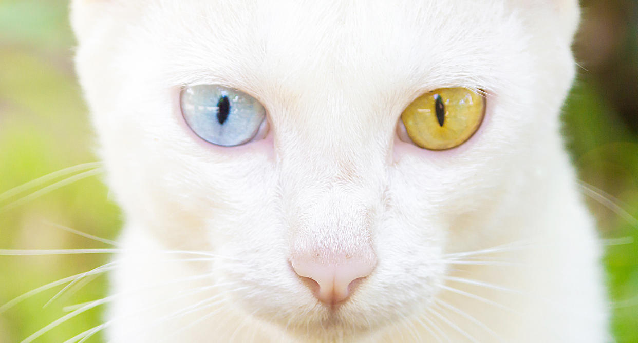 A white cat with heterochromia iridum. (Photo: Getty Images)