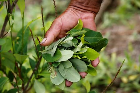 FILE PHOTO: A peasant holds up coca leaves collected from his crops in Cauca