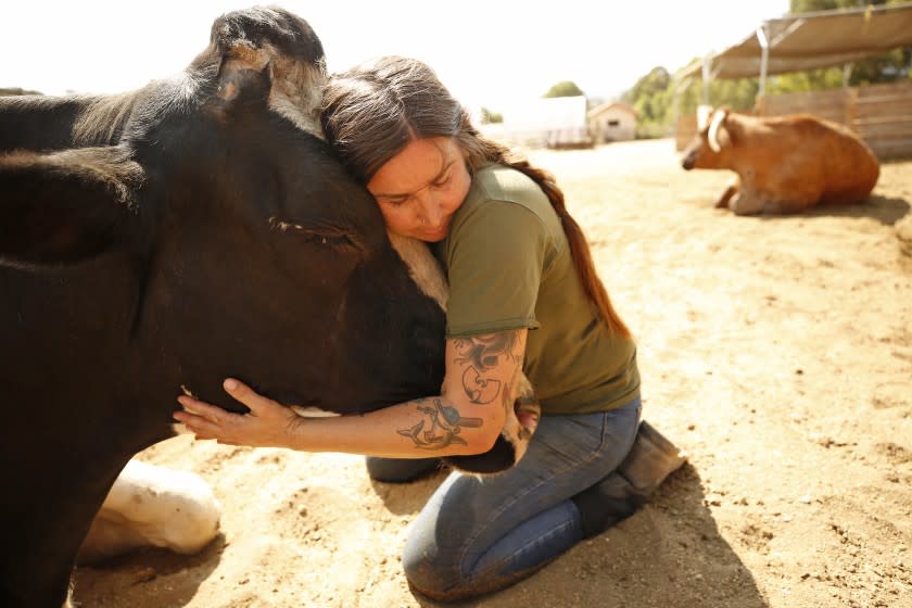 ACTON, CA - JULY 16: Jessica Due, National Director of animal care for Farm Sanctuary hugs Safran known as "Saffy" a rescued holstein dairy cow at the Farm Sanctuary in Acton where "June B. Free" and "Susan" are now living after the pair survived from a group of cows that temporarily escaped a Pico Rivera slaughterhouse in June and captivated Southern California. The two cows will be introduced to the other cattle after they acclimate to their new surroundings. They are part of another story about the worst drought in Southern California history: the 1863 drought that left hundreds of thousands of cows dead. Farm Sanctuary on Friday, July 16, 2021 in Acton, CA. (Al Seib / Los Angeles Times).