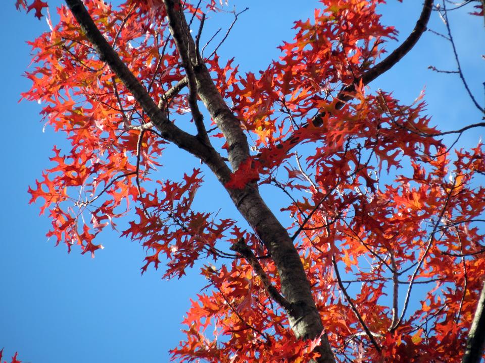 Healthy oak trees like this scarlet oak support hundreds of species, helping to maintain insect populations and sustain wildlife.