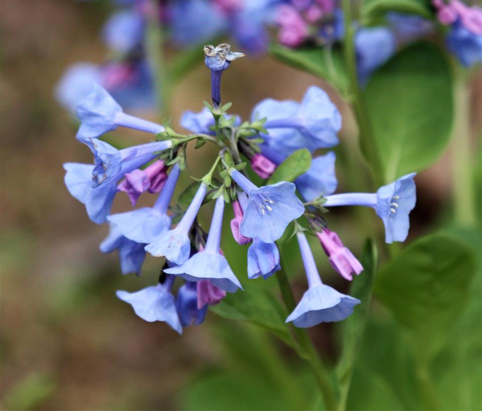 Bluebells in the first week of April, near Iron Furnace in Shawnee National Forest.