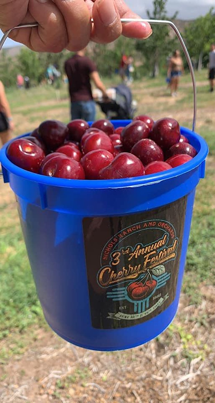 A bucket of cherries from last years Cherry Festival in La Luz, New Mexico, is shown.