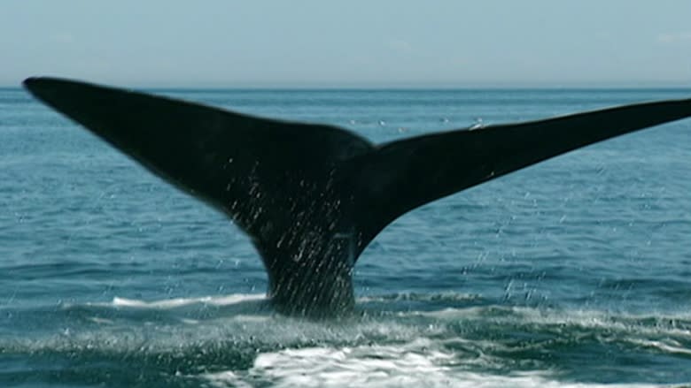 Right whale poop impacts Bay of Fundy's ecosystem, says researcher