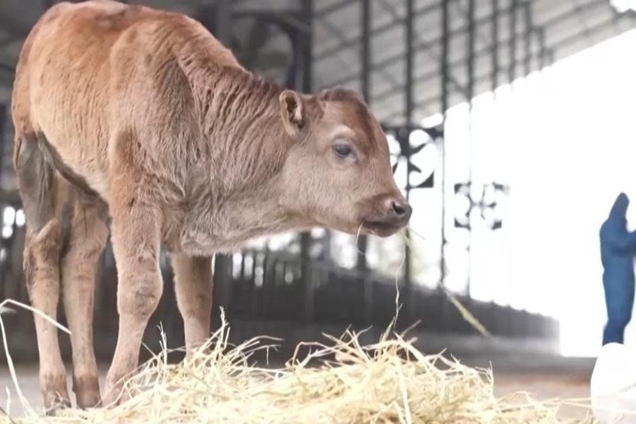 China clona con éxito dos tipos vacas en peligro de extinción 