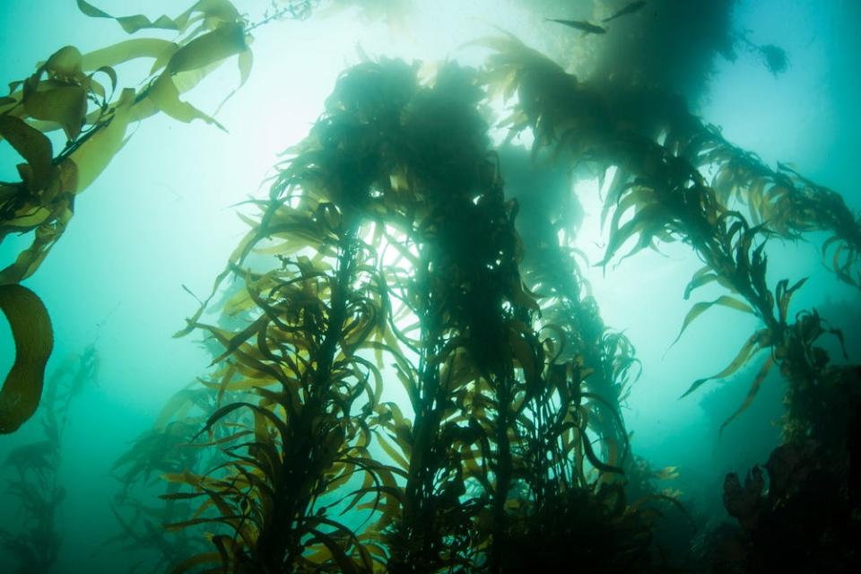 beautiful kelp forests