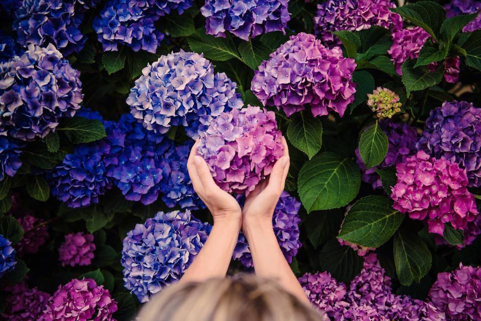 hands cupping blue and pink hydrangeas