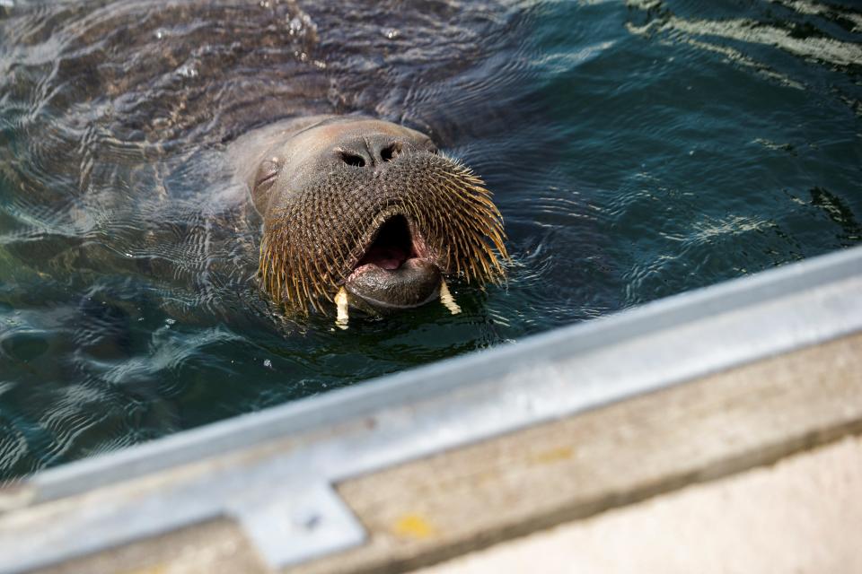 Freya the walrus swims in Frognerkilen bay, in Oslo, Norway July 20, 2022.