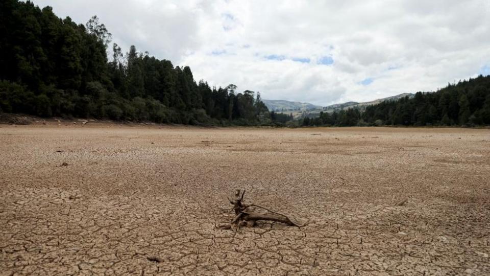 Wood in a dry lake bed