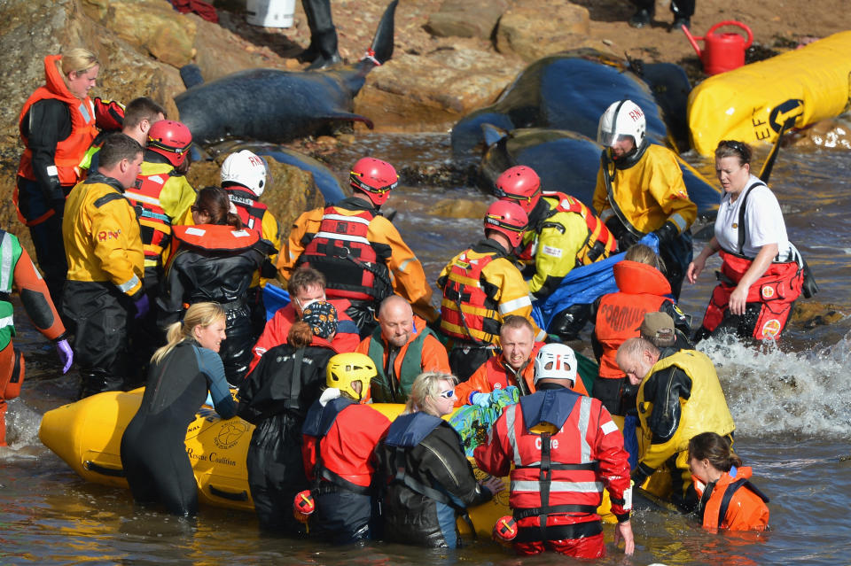 Mass Stranding of Pilot Whales - Anstruther