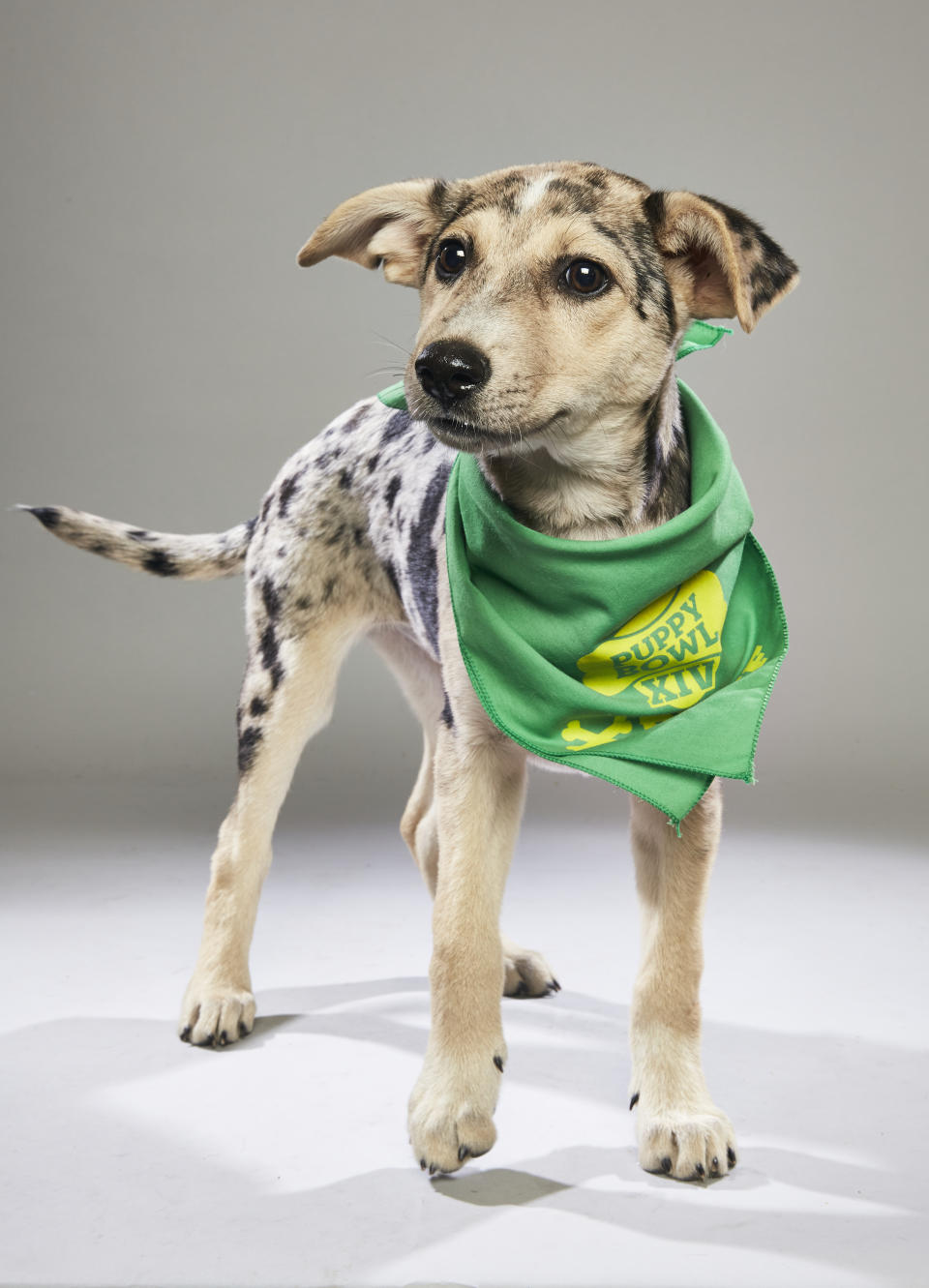 <p>Team: Ruff<br> From: Sebastian County Humane Services<br> (Photo: Animal Planet) </p>