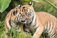 So süß und doch so gefährlich: Noch sind die zwei Tigerbabys aus dem Taronga Zoo in Sydney, Australien, kuschelig und niedlich. Bald werden sie allerdings große und gefährliche Raubtiere sein. Die beiden Tiger haben noch einen Drilling und wurden im Januar 2019 geboren. (Bild: 2019 Getty Images/Mark Kolbe)