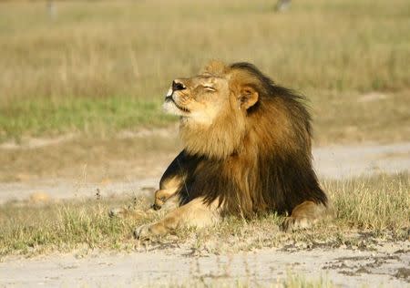 Cecil the lion is seen at Hwange National Parks in this undated handout picture received July 31, 2015. REUTERS/A.J. Loveridge/Handout via Reuters