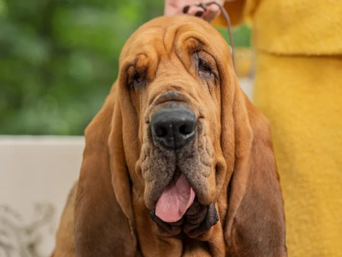 bloodhound orange dog with baggy skin big floppy ears tongue sticking out