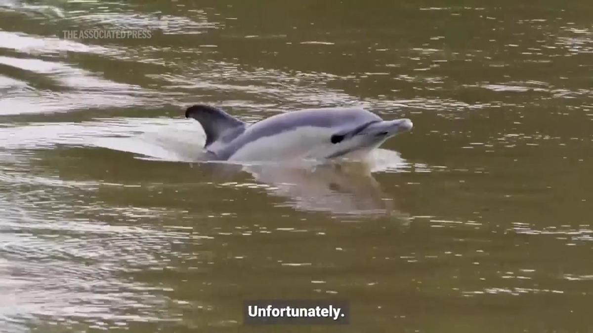 Stay away from dolphin seen in the Thames, rescuers warn