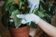 <p>Using a clean, sharp pair of scissors or pruners, cut off any dead leaves which appear brown or yellow, or which show early signs of disease.</p><p>'Some plant species are particularly susceptible to diseases such as leaf spot, black leg, or sooty mould, so making sure your scissors are sterile is important,' say the experts at houseplant food brand <a href="https://www.seezon.co.uk/" rel="nofollow noopener" target="_blank" data-ylk="slk:Baby Bio;elm:context_link;itc:0;sec:content-canvas" class="link ">Baby Bio</a>.</p>