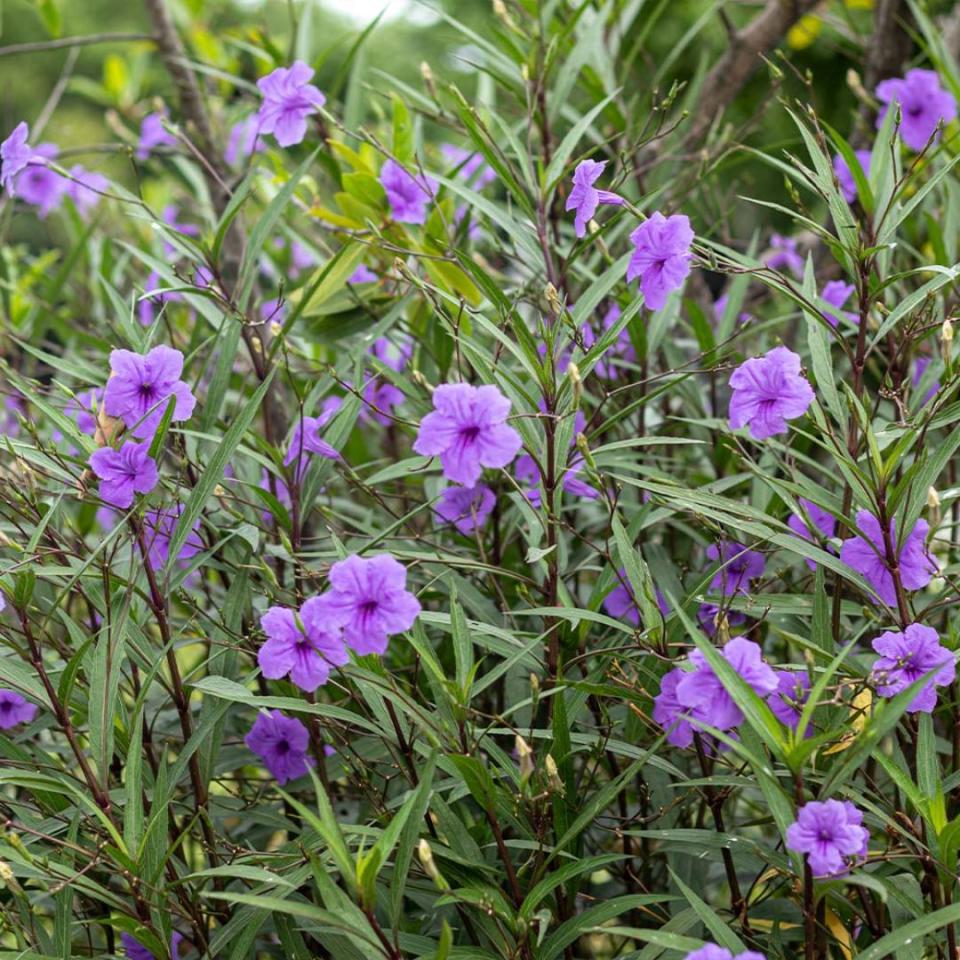 Mexican Petunia