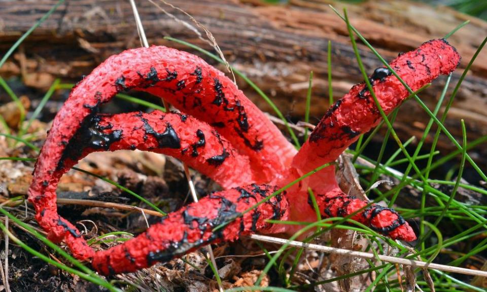 Devil’s fingers fungus, with ‘tentacles’ covered in stinking goo.