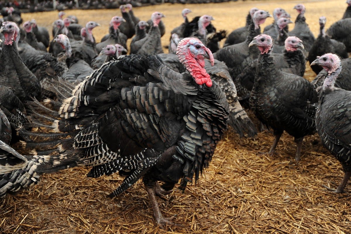 A British Free Range Bronze ‘Roly Poly’ Tom turkey is surrounded by hens at the Traditional Norfolk Poultry Farm in Shropham, Norfolk (Jeremy Durkin/PA) (PA Archive)