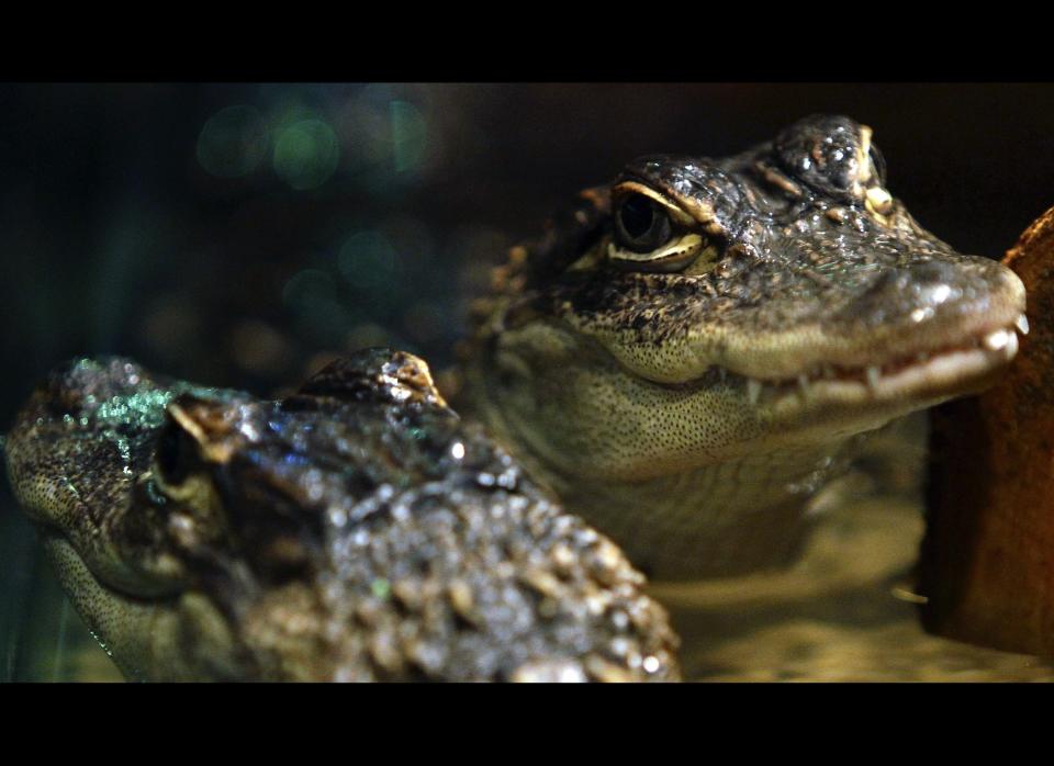 A man was kayaking with his Yorkie when an alligator <a href="http://www.huffingtonpost.com/2012/05/09/gator-attacks-kayak-thomas-swiader-fisherman_n_1504241.html" target="_hplink">attacked the boat</a>, knocking the dog overboard. The man was able to pull him out of the water and to safety.