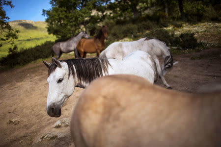 Horses belonging to Fernando Noailles, are seen in Guadalix de la Sierra, outside Madrid, Spain, May 31, 2016. Noailles uses his animals to help people suffering from stress and anxiety. REUTERS/Juan Medina