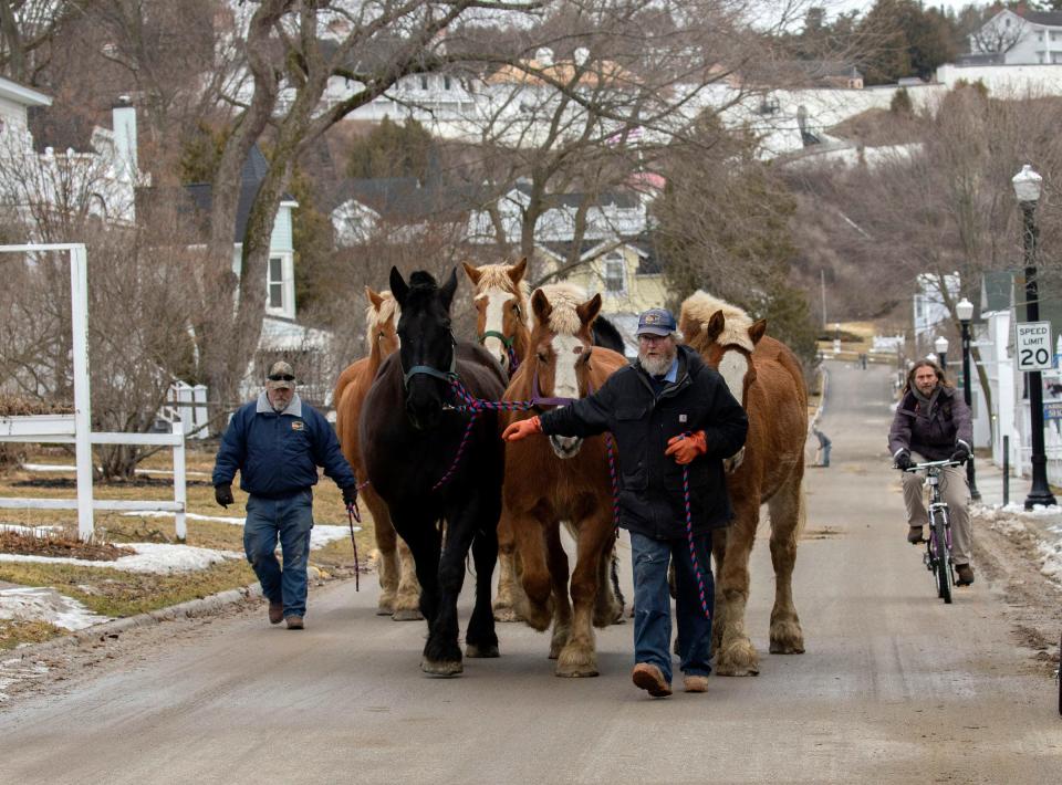 Jim Pettit, right and Alex Bazihau, left, walk horses, that just arrived at Mackinac Island via the Arnold Freight Co. ferry from St. Ignace to the stables at the Grand Hotel on Monday, April 4, 2022.