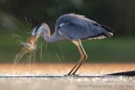 Kiskunsagi National park, Hungary - <br>Grey heron <br><br>Sue Flood, UK<br><br>Camera: Canon 1DS3 <br><br>Special Mention, Wild Planet