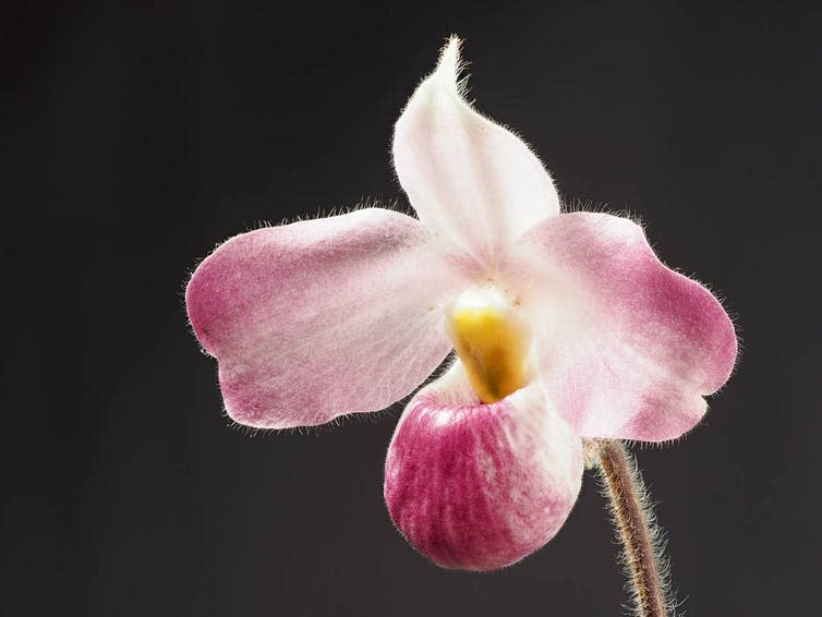 <span class="caption">The Vietnamese slipper orchid. Not to be confused with…</span> <span class="attribution"><a class="link " href="https://commons.wikimedia.org/wiki/File:Paphiopedilum_vietnamense_(28012698658).jpg" rel="nofollow noopener" target="_blank" data-ylk="slk:Naoki Takebayashi/Wikimedia Commons;elm:context_link;itc:0;sec:content-canvas">Naoki Takebayashi/Wikimedia Commons</a>, <a class="link " href="http://creativecommons.org/licenses/by-sa/4.0/" rel="nofollow noopener" target="_blank" data-ylk="slk:CC BY-SA;elm:context_link;itc:0;sec:content-canvas">CC BY-SA</a></span>