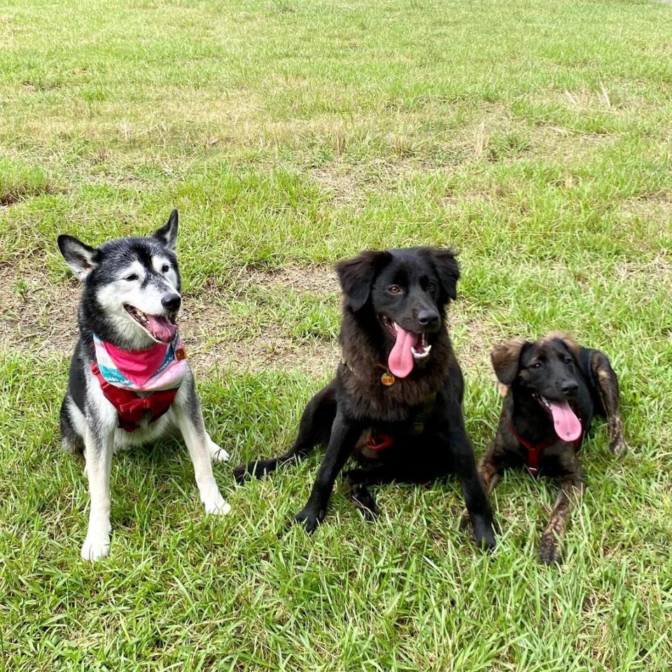 潭美狗公園提供毛小孩無拘無束的奔馳活動場域，在入口處還設有自助洗狗機，讓飼主可以方便快速在外面幫寵物洗澡