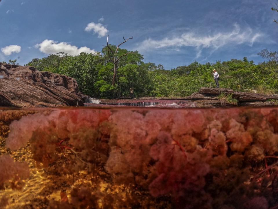 Guaviare, Colombia (Filmico / WWF-UK)