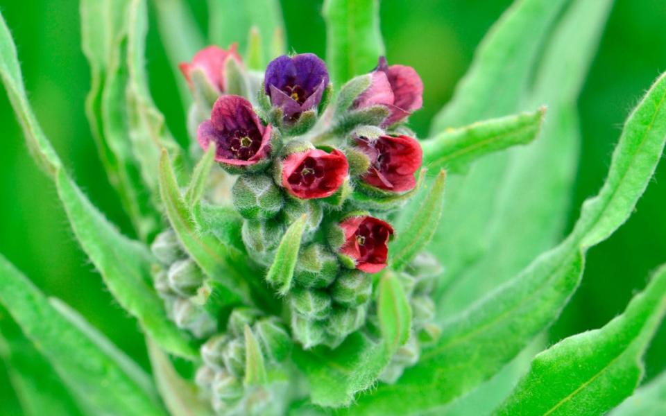 Common Houndstongue (Cynoglossum officinale) - Alamy 