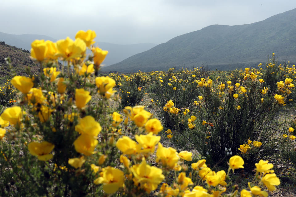 (FOTOS) Florece en Chile el desierto más árido del mundo