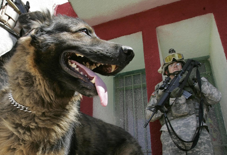 A US soldier stands guard outside a local clinic with a bomb snipping dog in Tarmiya town
