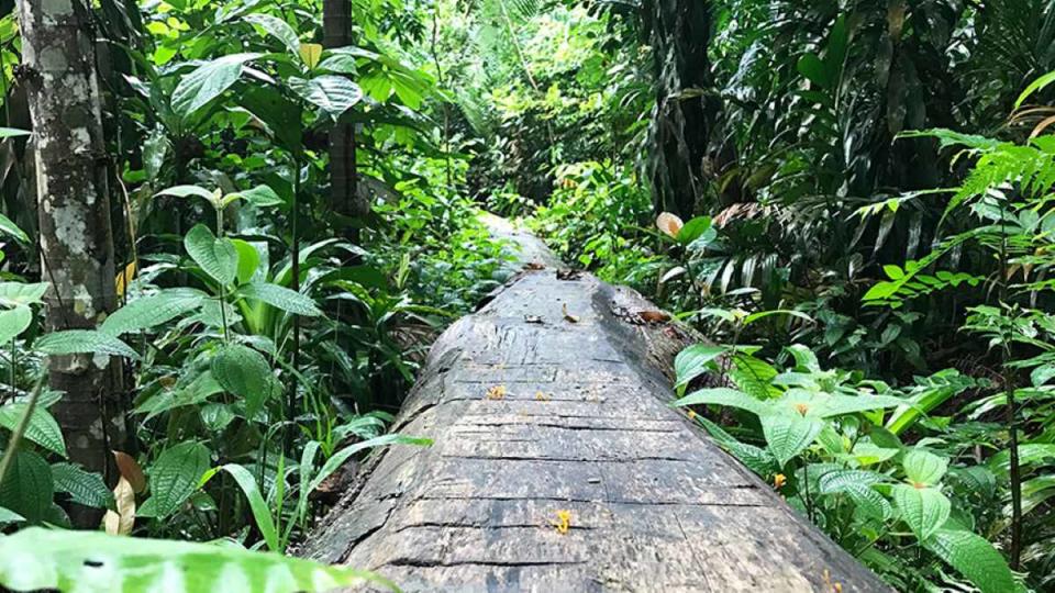 biking trail in singapore - bukit timah nature reserve hiking nature walks