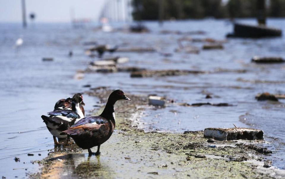 Waterfowl is seen along a flooded 6th Avenue Tuesday afternoon, April 25, 2023 just south of Corcoran, CA.