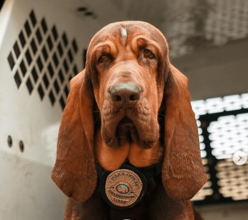 Bloodhound Tango, a K-9 officer with the Torrance Police Department, is shown in this undated photo. (Torrance Police Department)