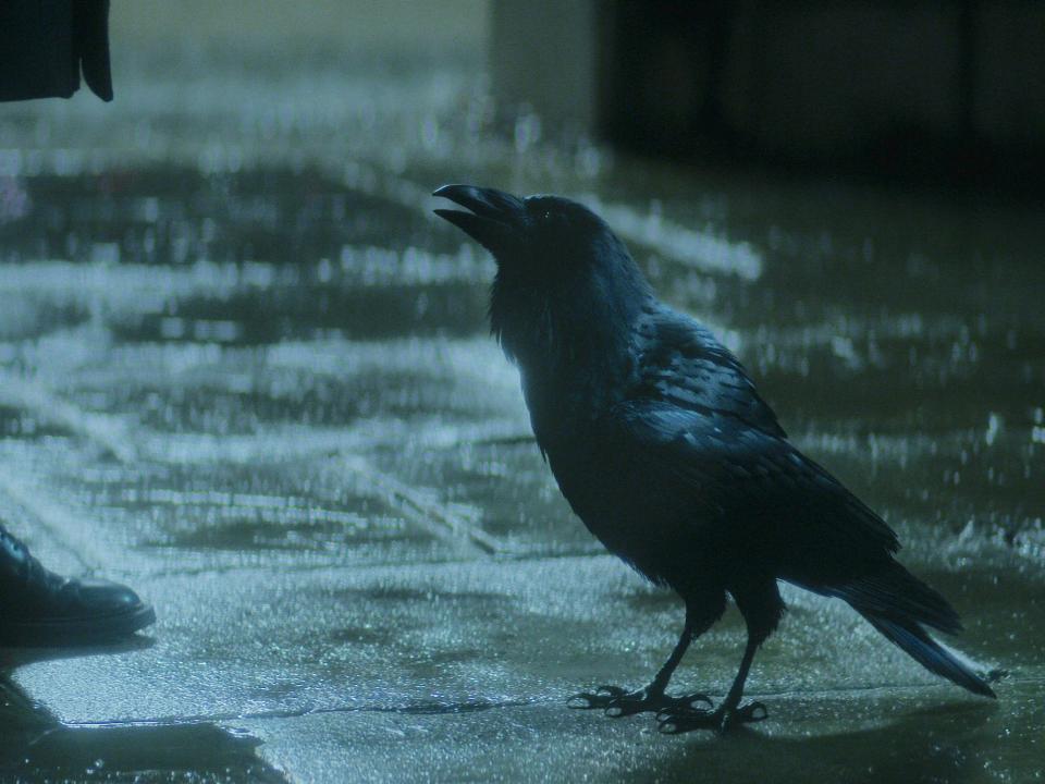 matthew the raven, a small, totally black bird, looking up at a human who's standing on a dark, rainy street