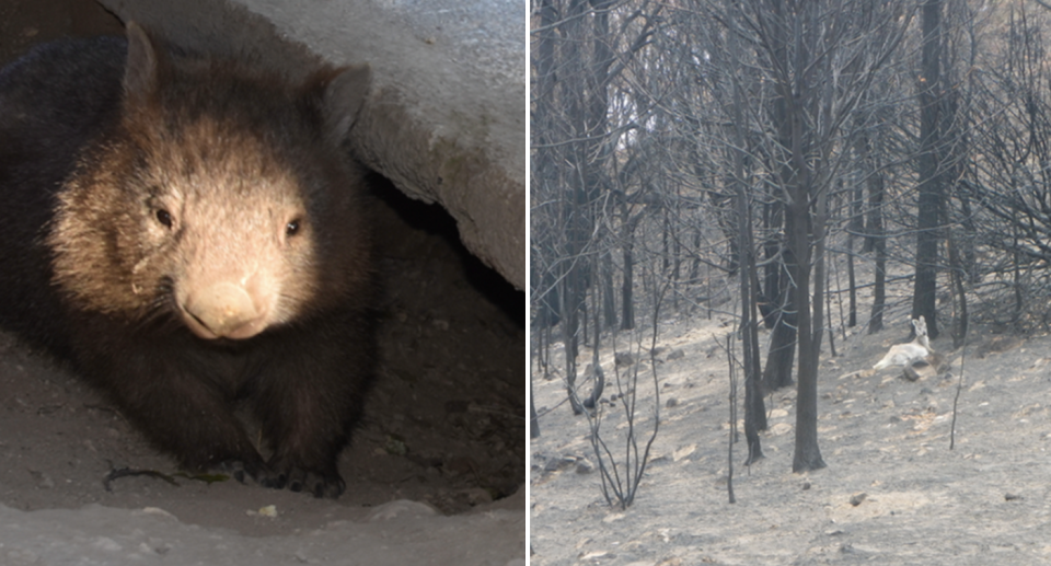 Split screen. Left - light shines on a wombat in a burrow at Ms Bisset's property. Right - a kangaroo in the distance in a burnt out forest. 