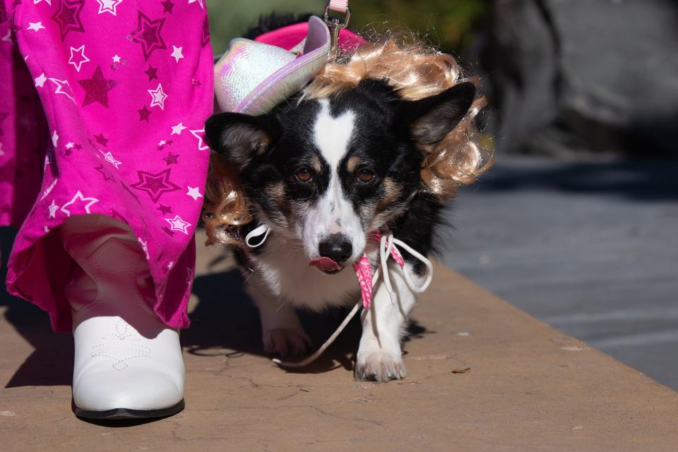Juno, dressed as a Western Barbie, walks the stage with owner Cassia Johnson at Civic Center Park during the Tour de Corgi costume contest in Fort Collins, Colo., on Saturday, Oct. 7, 2023.