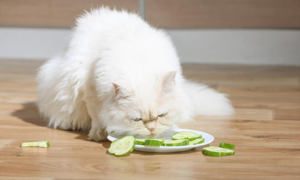 貓咪是典型的肉食性動物，除了從蔬菜攝取營養，最好還是要讓牠們適時吃肉肉喔！示意圖來源：Getty Images