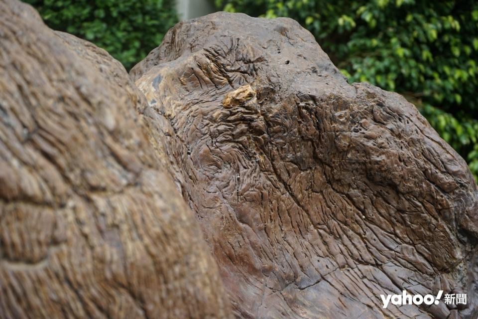 要修復及保育木化石一點也不簡單，包括清理及填補木化石表面，還是加上防水處理。