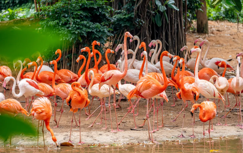 Guangzhou Tourism｜Special discounts for visitors to Chimelong Wildlife World!The cheapest price starts from $241.7.