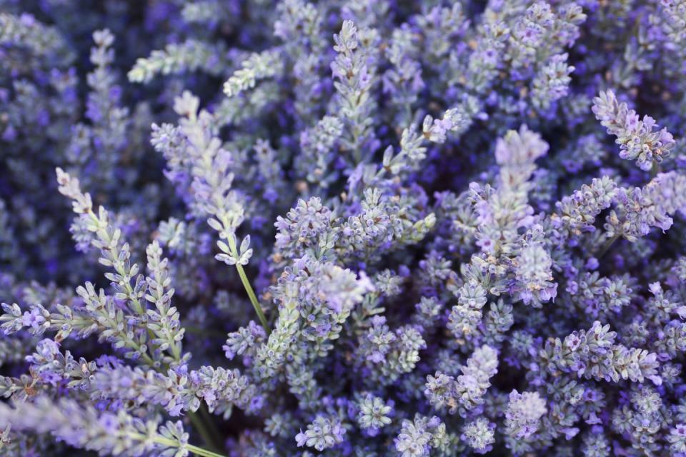 1) Lavender