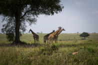 Giraffe stand by the shade of a tree in Murchison Falls National Park, northwest Uganda, on Feb. 22, 2020. The East Africa Crude Oil Pipeline, a controversial oil project that would connect oilfields in the park to a port in Tanzania is in breach of global environmental and human rights guidelines for banks, according to a new report by Inclusive Development International on Tuesday, July 5. (AP Photo)