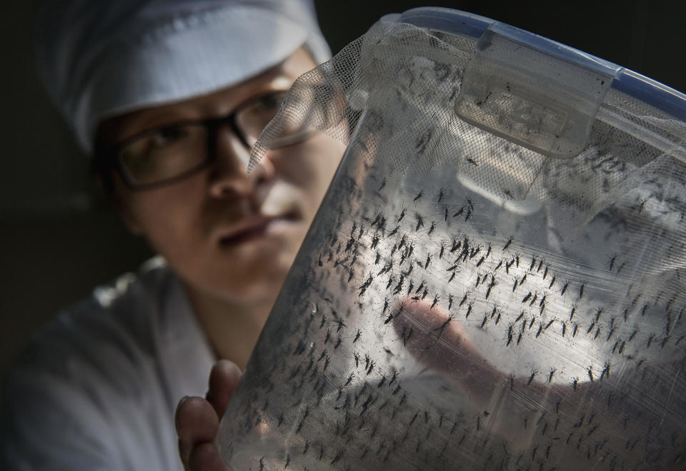 World's largest mosquito factory hopes to prevent Zika