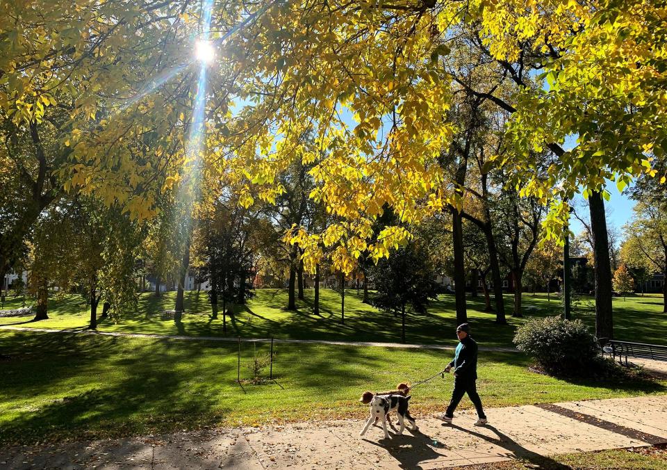 A still-full fall canopy hangs overhead as Bill Pederson walks his two dogs, Pearl and Millie, through McKennan Park Thursday afternoon.