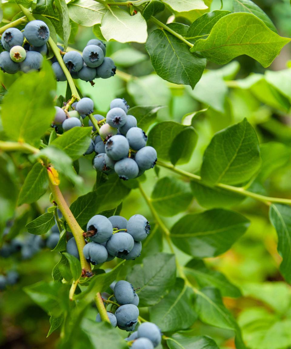 blueberries growing